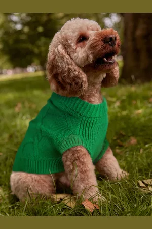 Next Dog JumperS
